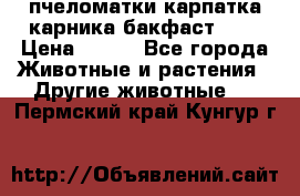 пчеломатки карпатка карника бакфаст F-1 › Цена ­ 800 - Все города Животные и растения » Другие животные   . Пермский край,Кунгур г.